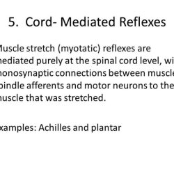 Exercise 16 human reflex physiology