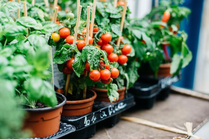 Some home garden growings crossword