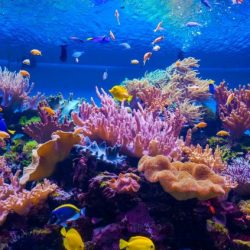 Coral reefs 1 gizmo answer key