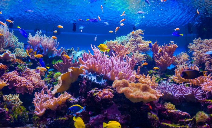 Coral reefs 1 gizmo answer key