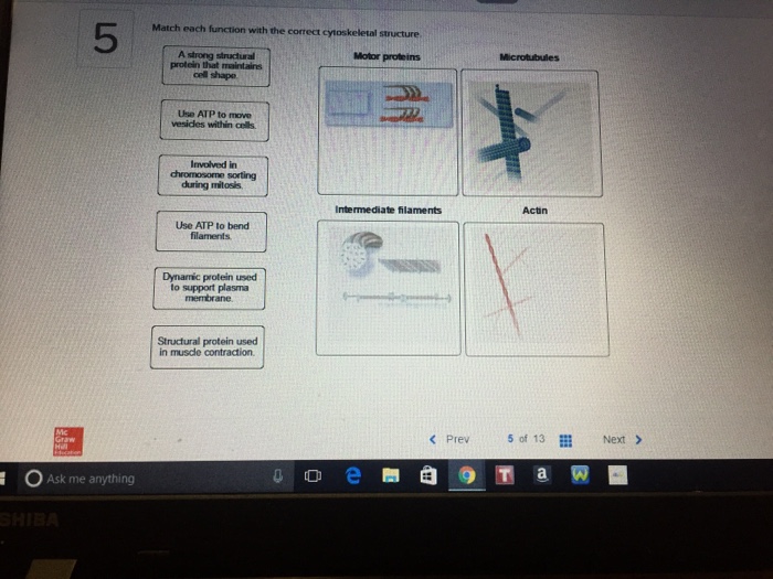 Match each function with the correct cytoskeletal structure.