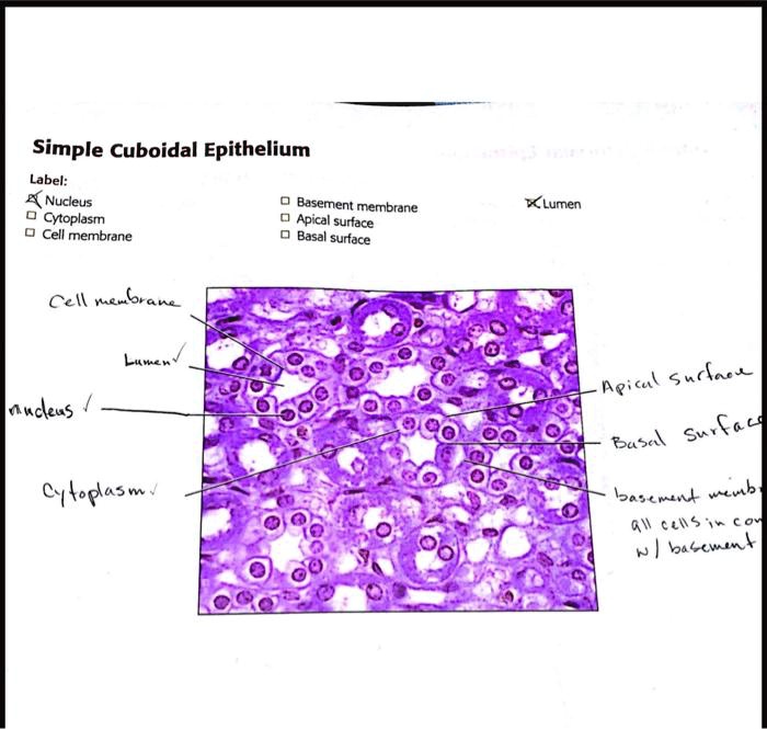 Label the structures on this slide of simple columnar epithelium