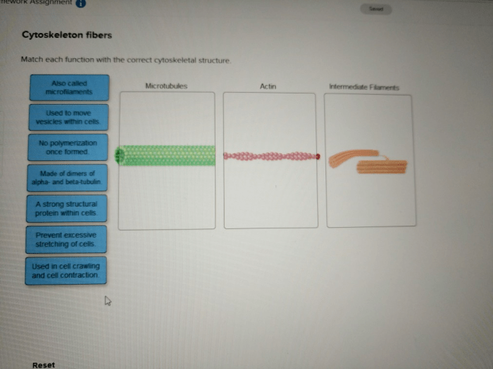 Match each function with the correct cytoskeletal structure.