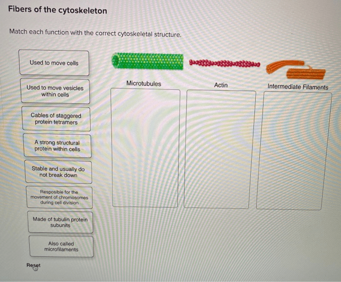 Match each function with the correct cytoskeletal structure.