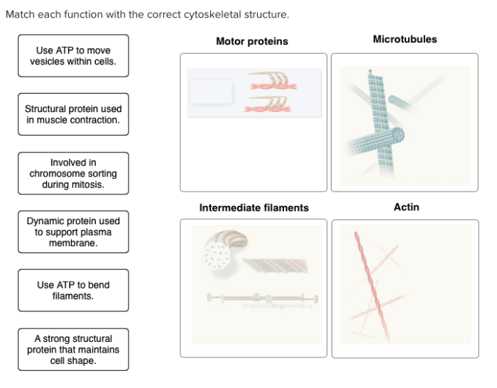 Match each function with the correct cytoskeletal structure.