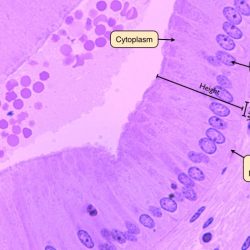 Epithelial tissue characteristics apical cells polarity