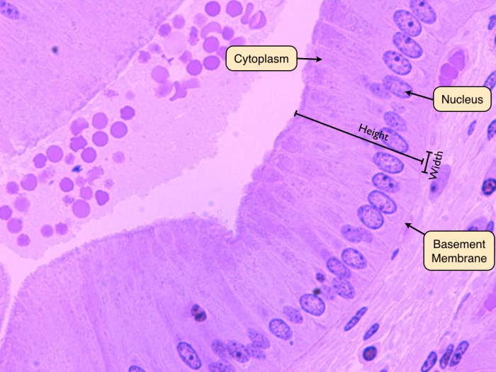 Epithelial tissue characteristics apical cells polarity