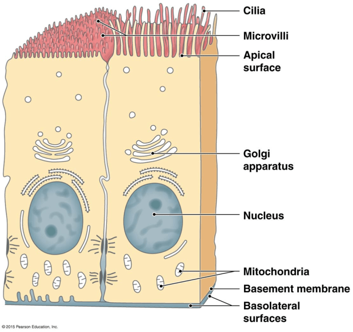 Label the structures on this slide of simple columnar epithelium